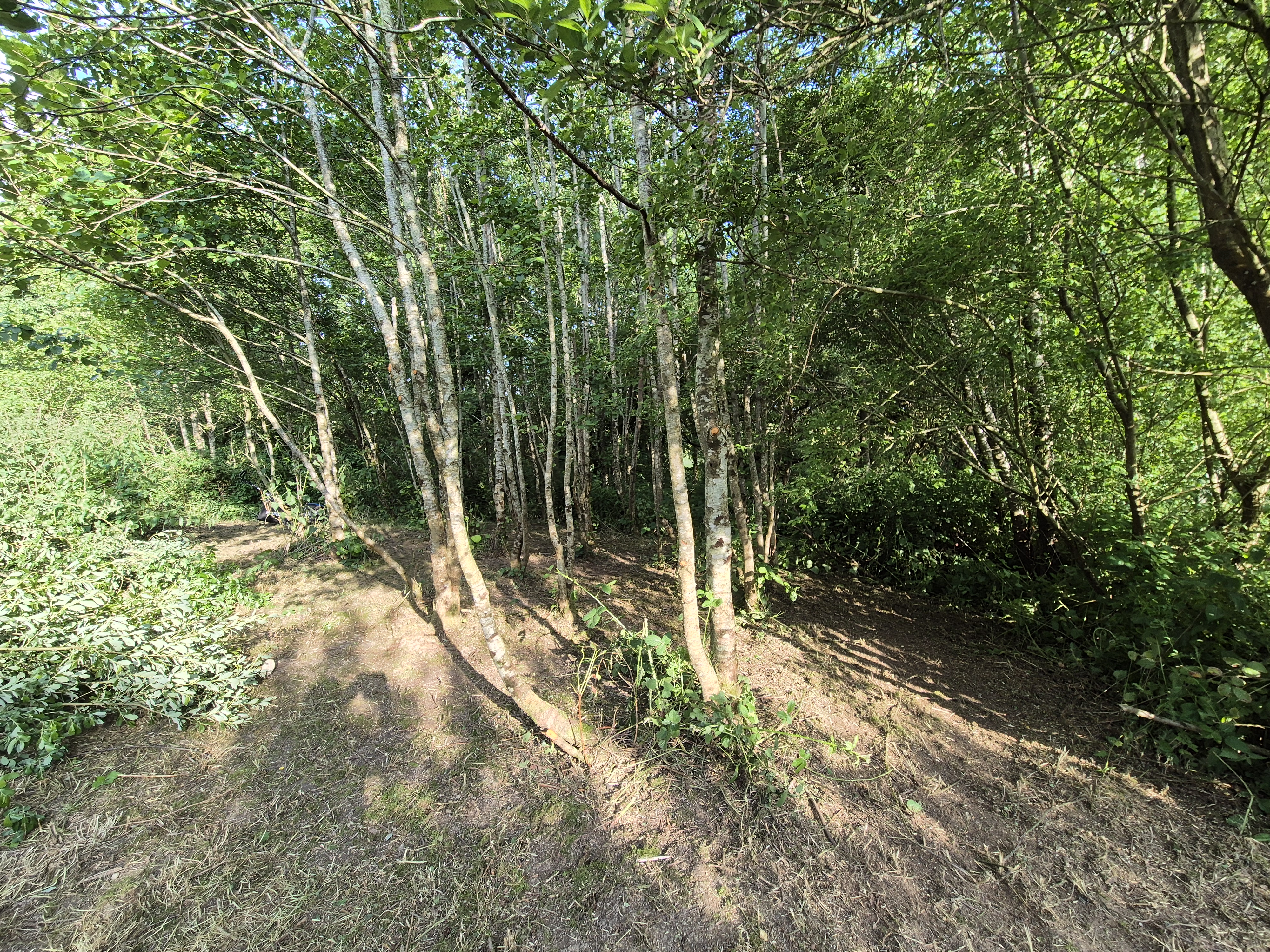 Forest View